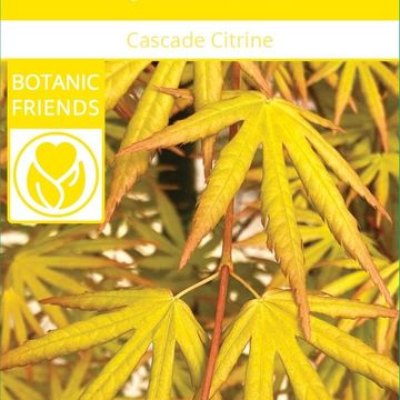 Acer palmatum CASCADE CITRINE