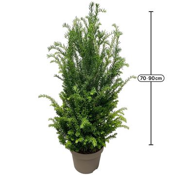Taxus baccata