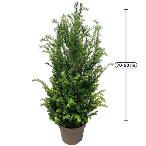 Taxus baccata