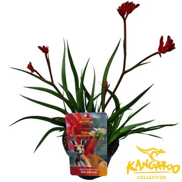 Anigozanthos 'Red Inferno'