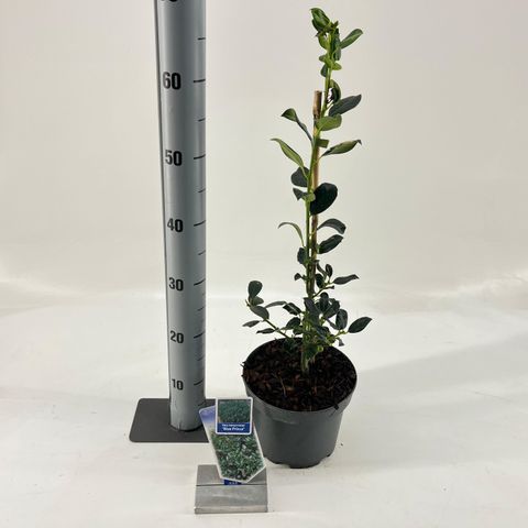 Ilex x meserveae 'Blue Prince'