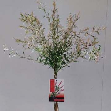 Salix integra 'Flamingo'