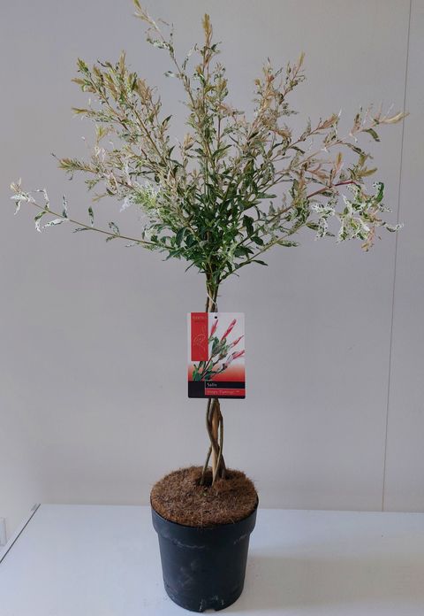 Salix integra 'Flamingo'