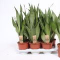 Sansevieria trifasciata 'Moonshine'