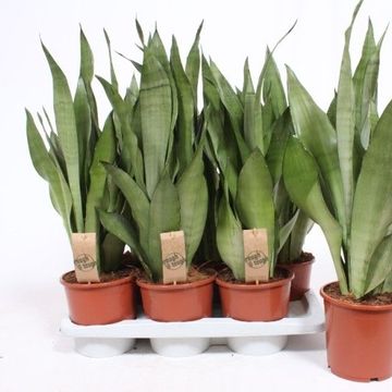 Sansevieria trifasciata 'Moonshine'