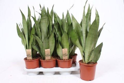Sansevieria trifasciata 'Moonshine'