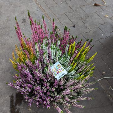 Calluna vulgaris MIX IN POT