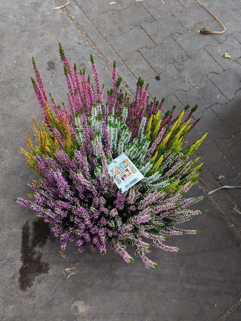 Calluna vulgaris MIX IN POT