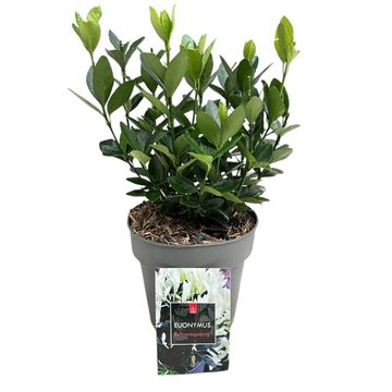 Euonymus japonicus EXTRAVAGANZA