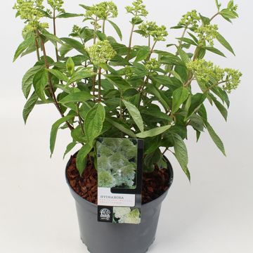 Hydrangea paniculata SWEET SUMMER