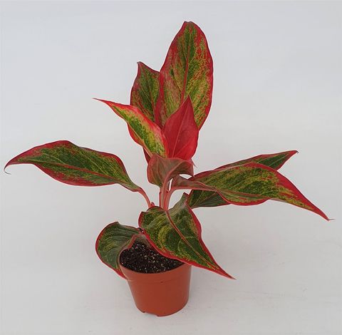 Aglaonema 'Crete Flame'