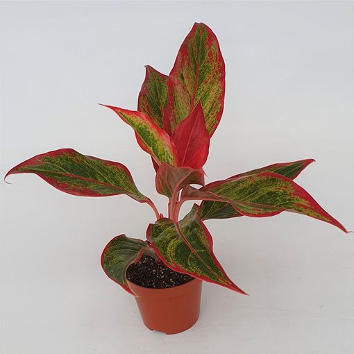 Aglaonema 'Crete Flame'