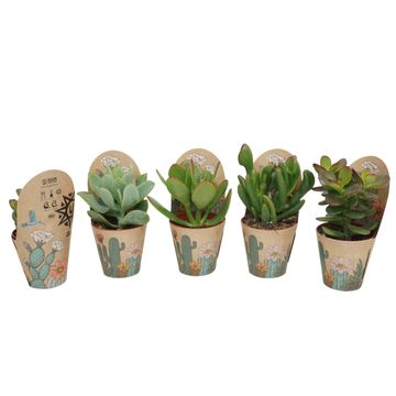 Crassula MIX