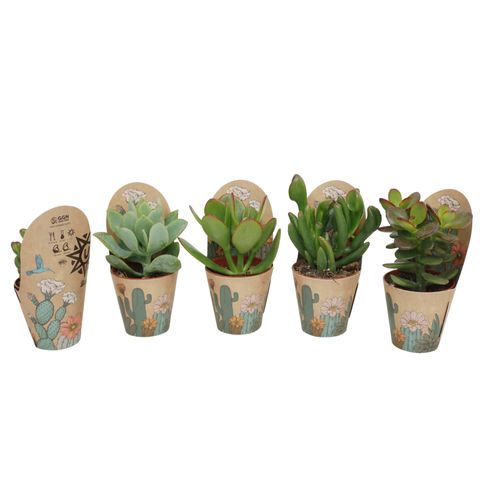Crassula MIX