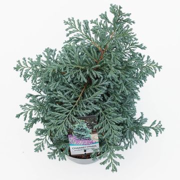 Chamaecyparis pisifera 'Boulevard'