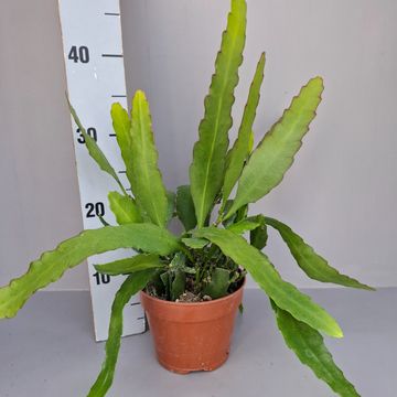 Epiphyllum 'Frühlingsgold'