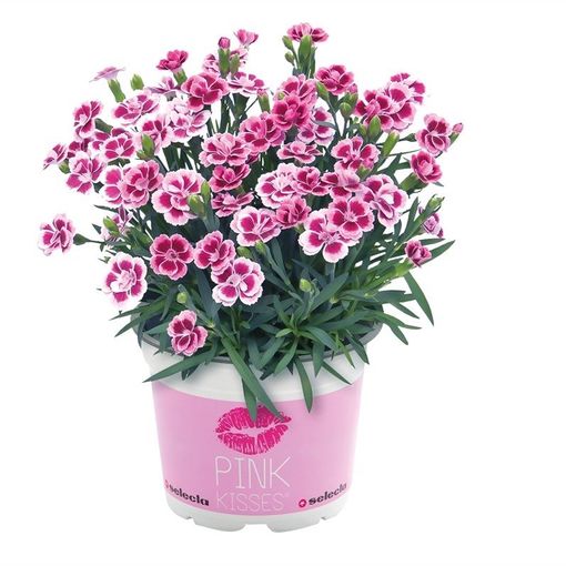 Dianthus PINK KISSES (Special Plant Zundert)