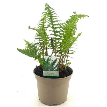 Dryopteris affinis 'Pinderi'