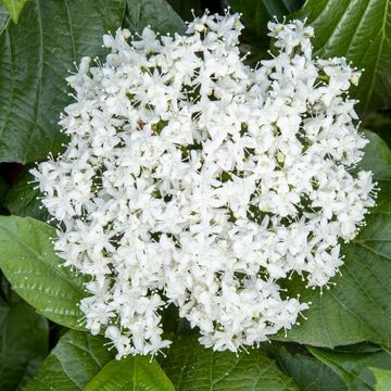 Viburnum SHINY DANCER