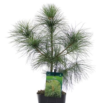 Pinus strobus