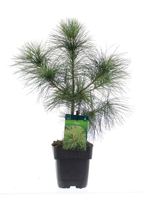 Pinus strobus