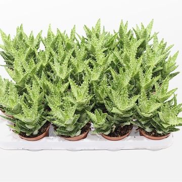Aloe squarrosa