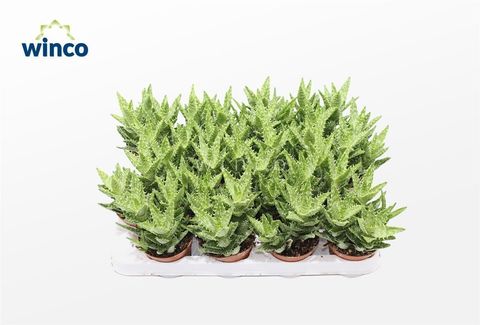 Aloe squarrosa