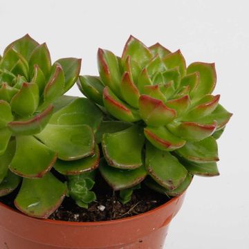 Echeveria affinis