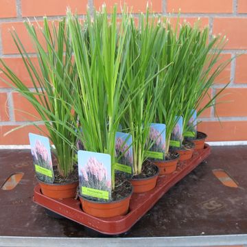 Cortaderia selloana 'Rosea'