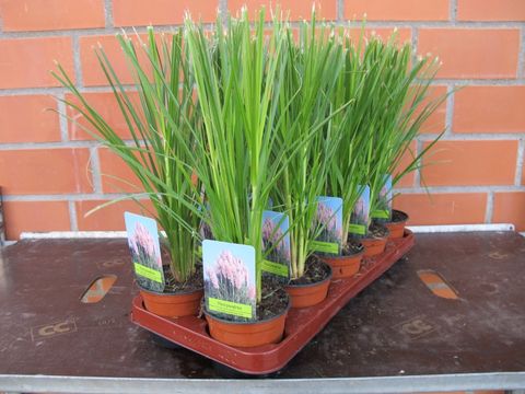 Cortaderia selloana 'Rosea'