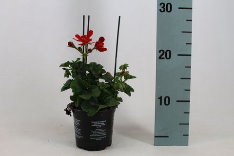 Pelargonium ROYAL RED