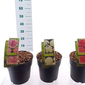 Пион LACTIFLORA MIX