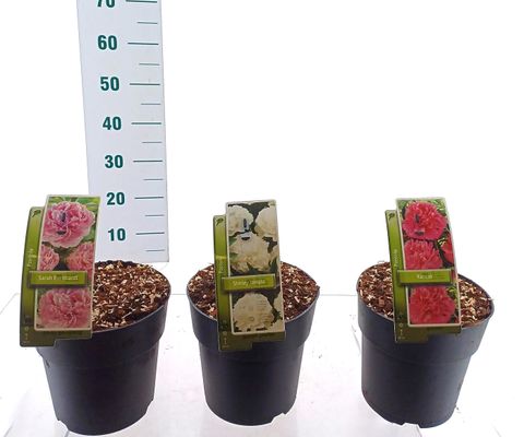 Paeonia LACTIFLORA MIX