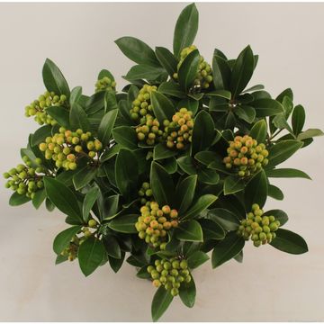 Skimmia japonica 'Temptation'