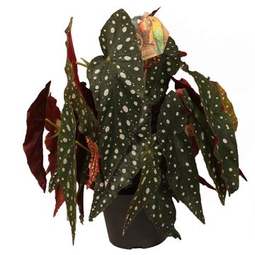 Begonia maculata MIX