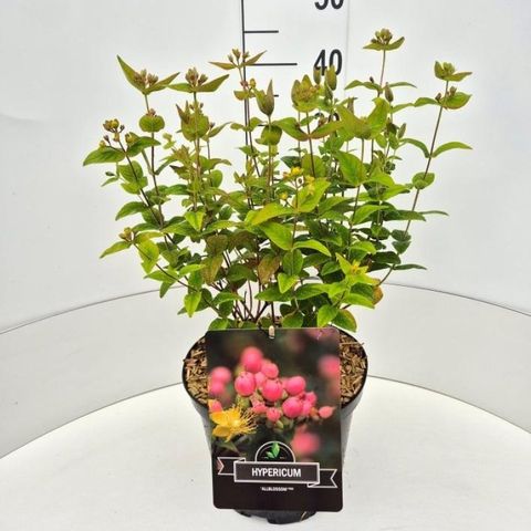 Hypericum MIRACLE BLOSSOM