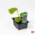 Cucurbita pepo