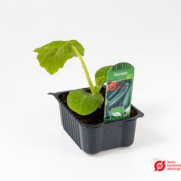 Cucurbita pepo