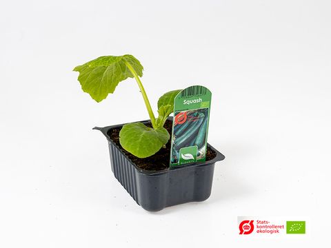 Cucurbita pepo