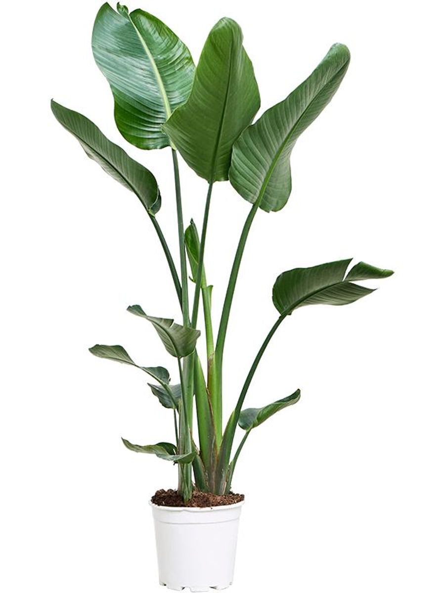 Strelitzia nicolai — Plant Wholesale FlorAccess