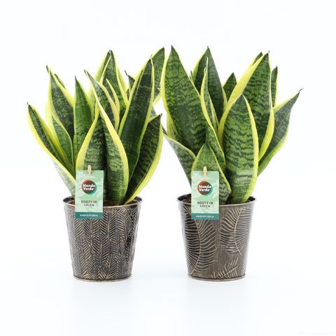 Sansevieria trifasciata 'Futura Superba'