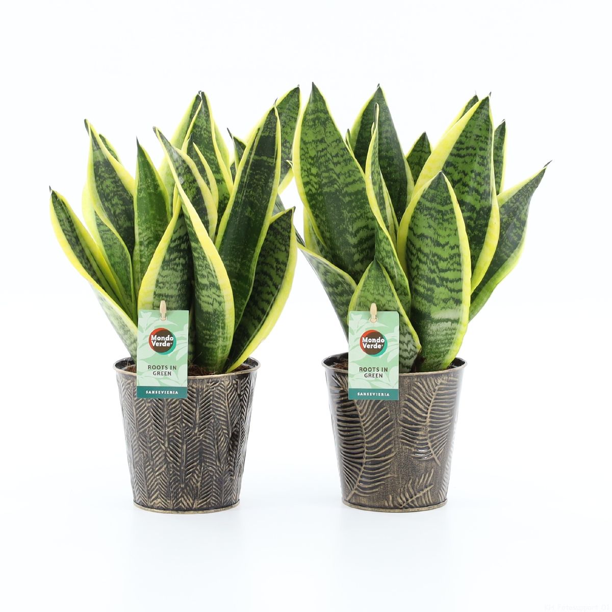 Sansevieria trifasciata 'Futura Superba' — Рослини оптом FlorAccess