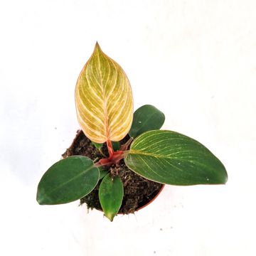 Philodendron PINK BIKINI