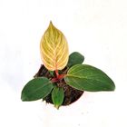 Philodendron PINK BIKINI