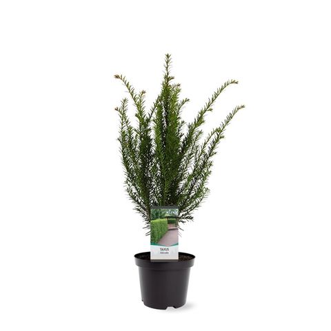 Taxus baccata