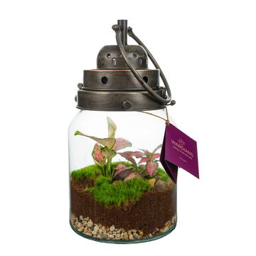 Arrangement Terrarium