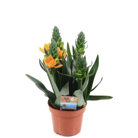 Ornithogalum dubium 'Little Bright Star'