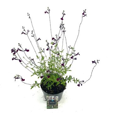 Salvia x jamensis 'Nachtvlinder'