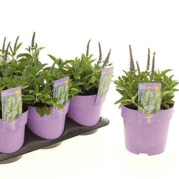 Veronica spicata ANNIVERSARY BLUE