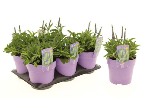 Veronica spicata ANNIVERSARY BLUE